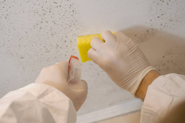 Best Real Estate Mold Inspection  in Pineville, KY
